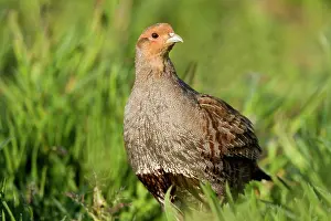 Perdix: Grey Partridge - close up of male standing on rough