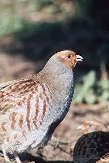 Chris Knights: GREY PARTRIDGE - close-up of head and shoulder