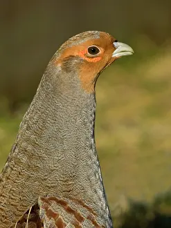 Perdix: Grey Partridge - close-up of male in early spring