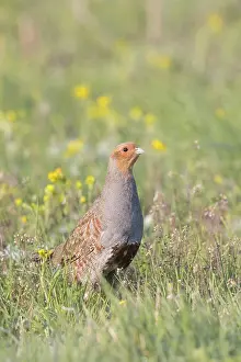Holstein: Grey Partridge cock