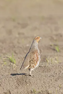 Holstein: Grey Partridge cock