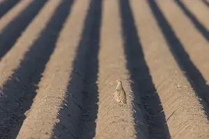 Holstein: Grey Partridge cock