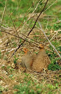 Fledged: Grey Partridge - cock left & hen right with newly