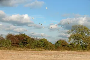 Hawthorne: Grey Partridge - covery flying over Hawthorne hedge