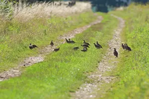 Perdix: Grey Partridge - covey feeding on insects and seed