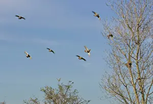 Perdix: Grey Partridge - covey / flock flying over hedge
