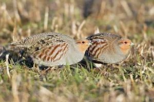 Stubble: Grey Partridge - two crouching on stubble field