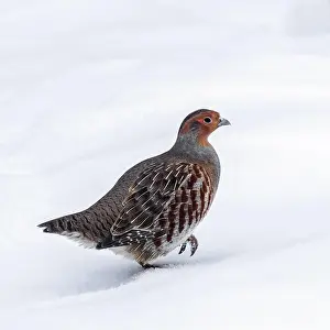 Ring: Grey partridge, English partridge (Perdix perdix)