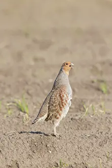 Perdix: Grey Partridge, European Partridge - calling cock - Germany
