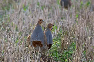 Stubble: Grey Partridge - family group standing in winter