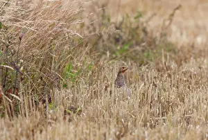 Stubble: Grey Partridge - female on edge of barley stubble