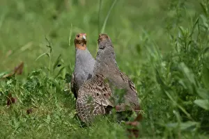 Partridge: Grey Partridge - fighting cocks - Germany