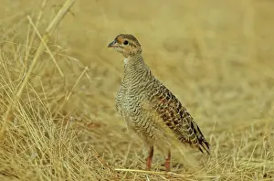 Francolinus: Grey Partridge / Francolin
