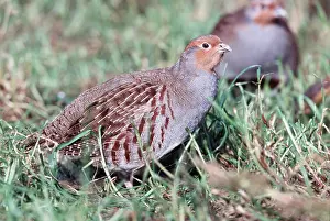 Partridge: GREY PARTRIDGE - on grass