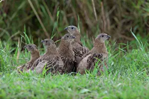 Huddled: Grey Partridge - five Juveniles huddled together