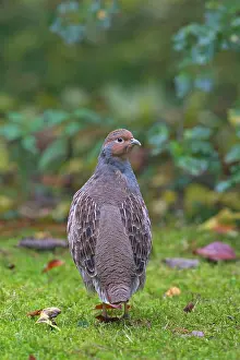 Perdix: Grey Partridge male