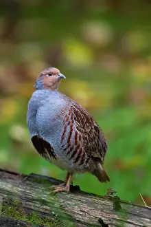 Perdix: Grey Partridge male