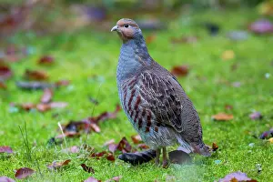 Perdix: Grey Partridge male