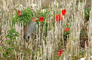 Stubble: Grey Partridge - male in barley stubble field in