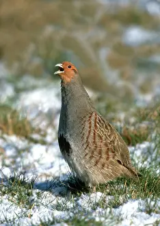 Perdix: Grey Partridge - male calling on frost and snow