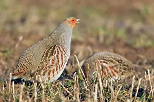 Stubble: Grey Partridge - male or cock calling on stubble field