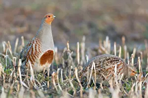 Perdix: Grey Partridge - male / cock on field with hen / female