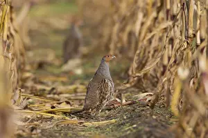 240118: Grey Partridge - male in corn field - Sweden