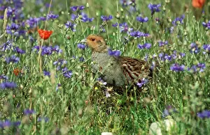 Cornflowers: Grey PARTRIDGE - male with cornflowers and Common