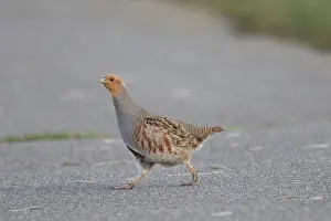 Partridge: Grey Partridge - male crossing a street - Germany