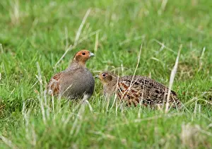 Perdix: Grey Partridge - male and Female crouching on rough
