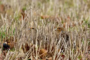 Stubble: Grey Partridge - male and female crouching in winter