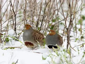 Perdix: Grey Partridge - male and female in snow covered