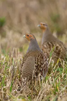 Stubble: Grey Partridge - male and Female standing in late