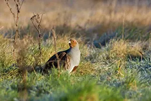 Perdix: Grey Partridge - male on rough grassland frost