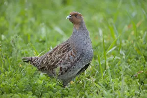 Perdix: Grey Partridge - male in spring - Germany