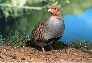 Partridge: GREY PARTRIDGE - male, standing