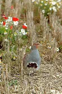 Stubble: Grey Partridge - male standing in Autumn stubble