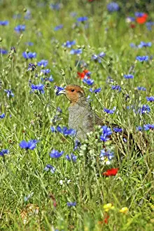 Headland: Grey Partridge - male standing in cornflowers round