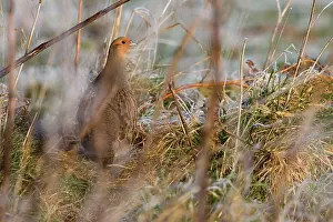 Perdix: Grey Partridge - male standing in cover with frost
