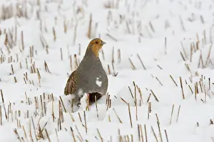 Stubble: Grey Partridge - male standing in snow covered