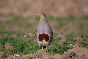 Perdix: Grey Partridge - male standing in uncultivated