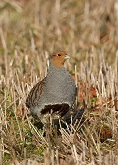 Stubble: Grey Partridge - male standing in winter stubble