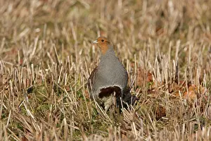 Stubble: Grey Partridge - male standing in winter stubble