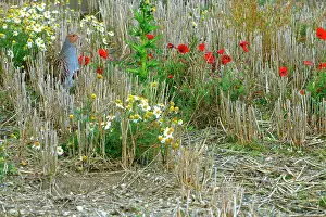 Chris Knights: Grey Partridge - Male in winter stubble with poppy's