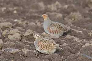 Partridge: Grey Partridge - pair - Germany