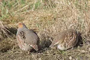 Partridge: Grey Partridge - pair - Germany
