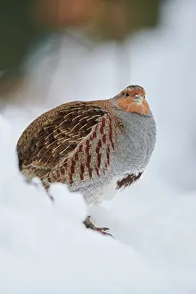 Partridge: Grey partridge (Perdix perdix) in the snow, Bavaria