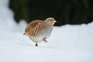 Partridge: Grey partridge (Perdix perdix) in the snow, Bavaria