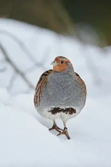 Partridge: Grey partridge (Perdix perdix) in the snow, Bavaria