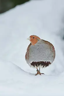 Partridge: Grey partridge (Perdix perdix) in the snow, Bavaria